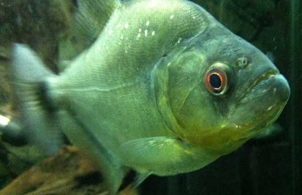 龍魚虎魚混養打架怎么辦啊圖片