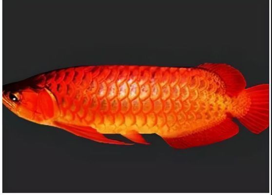 龍魚停止進口的原因，龍魚停止進口原因：中國停止從印尼進口金龍觀賞魚