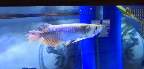 龍魚吃清道夫會不會消化：龍魚會吃清道夫嗎？