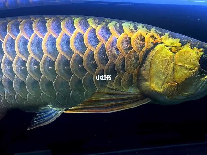 藍底金龍魚價格及圖片大全