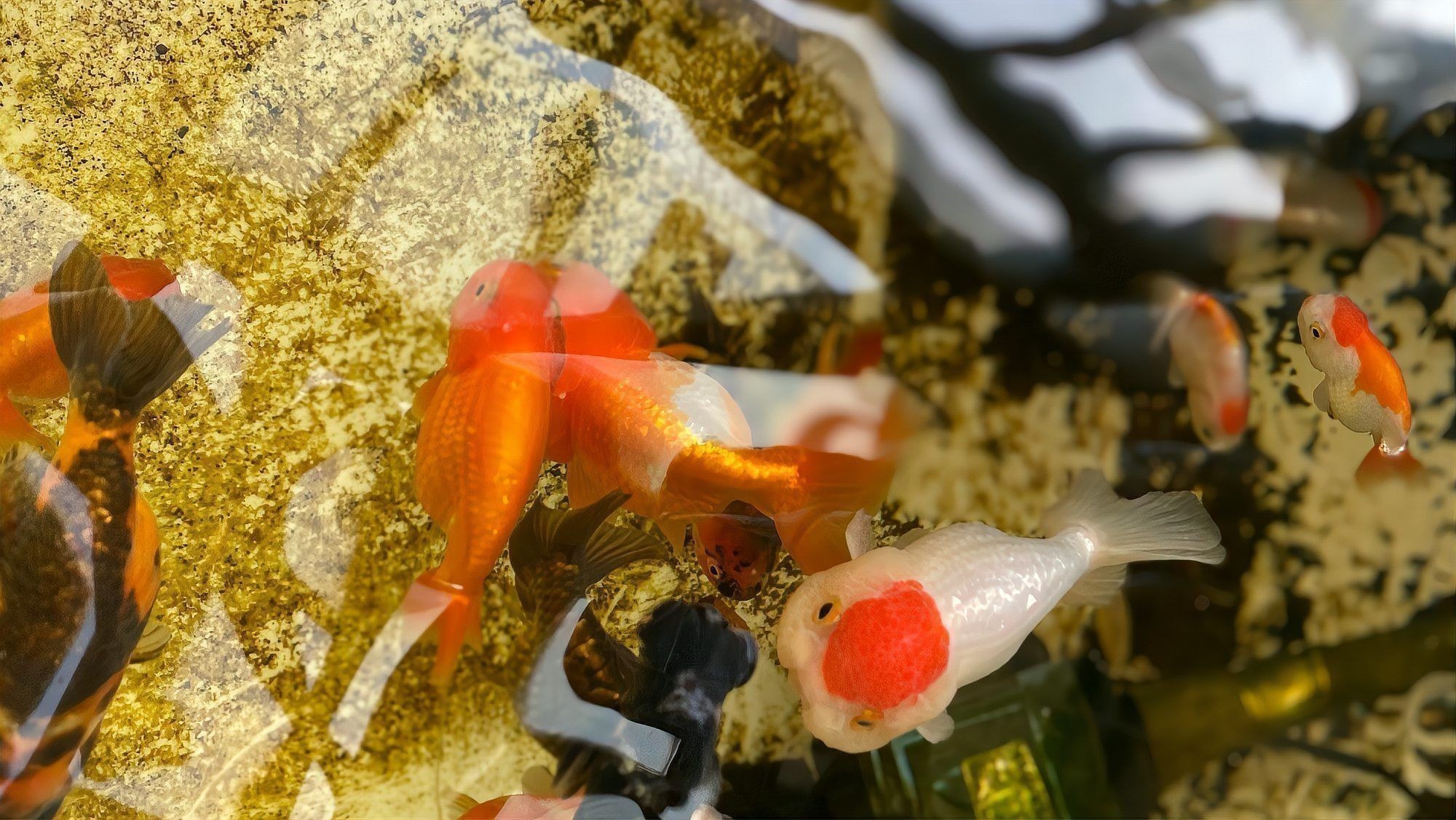 如何提供穩(wěn)定的環(huán)境給這些魚(yú)？