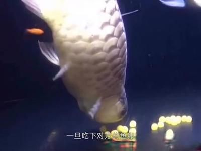 龍魚回收（龍魚回收價格是多少）