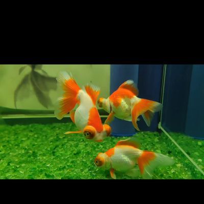 龍魚用藥過量怎么處理視頻大全：龍魚出現用藥過量的癥狀時，龍魚用藥過量的處理方法