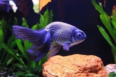 龍魚搭配多少條薩伊藍合適（薩伊藍和龍魚可以混養嗎？）
