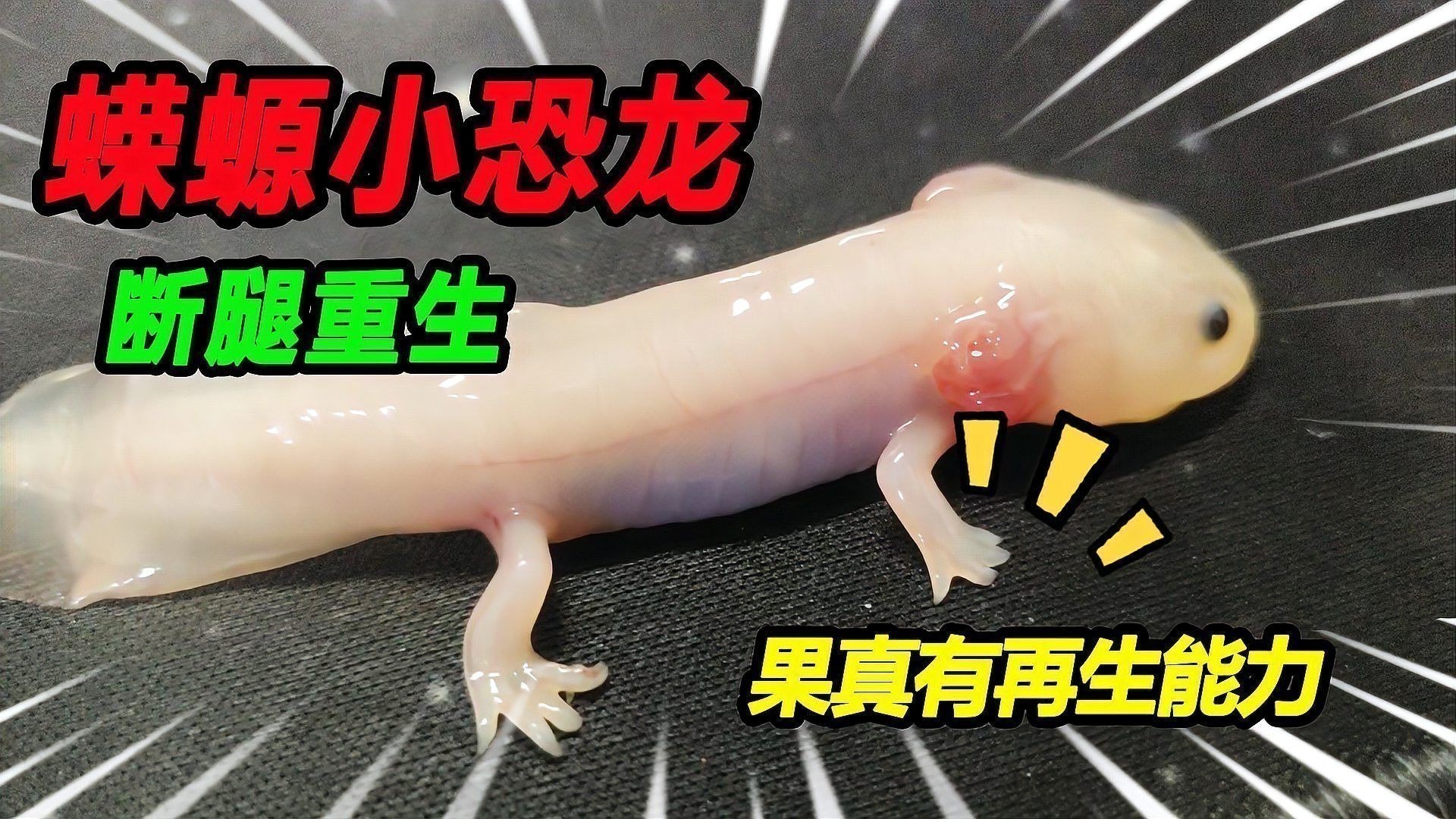 短身龍魚能長多大：短身龍魚壽命之謎