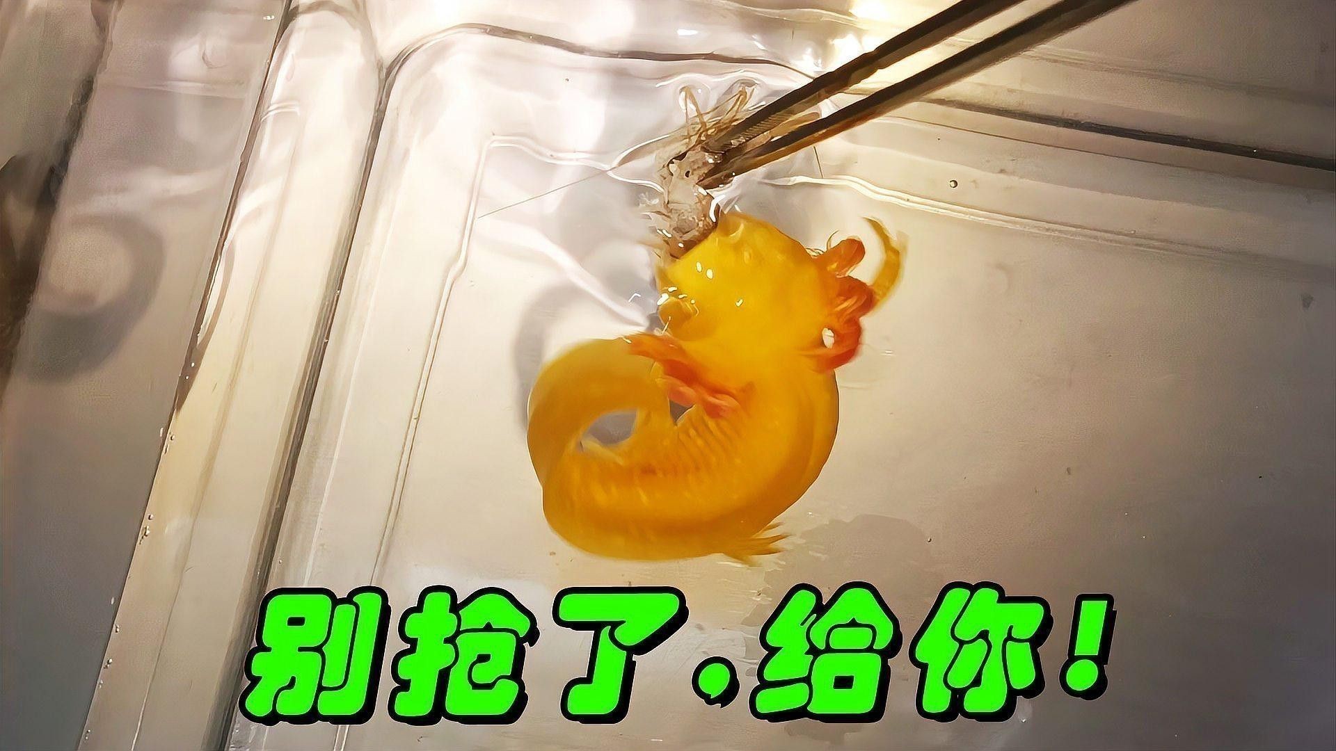 短身龍魚能長多大：短身龍魚壽命之謎