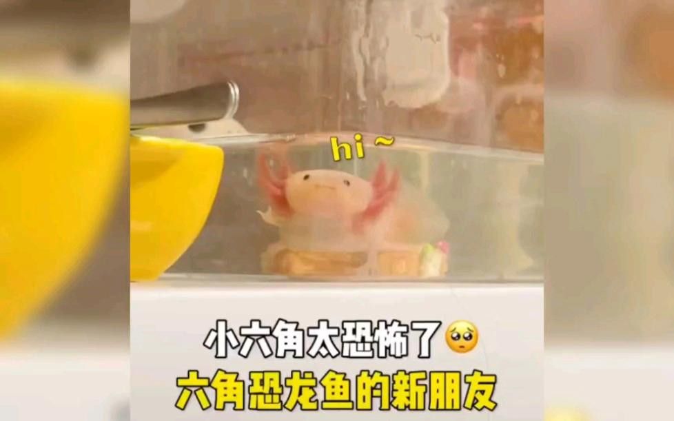 短身龍魚能長多大：短身龍魚壽命之謎