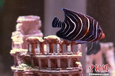 南京紅龍魚最正宗的三個(gè)地方是哪里（南京紅龍魚最正宗的三個(gè)地方）