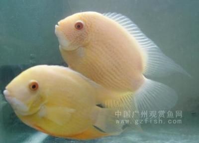 菠蘿魚繁殖環(huán)境要求，菠蘿魚的繁殖環(huán)境要求