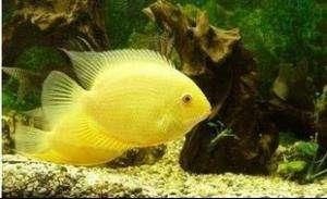 菠蘿魚繁殖環(huán)境要求，菠蘿魚的繁殖環(huán)境要求