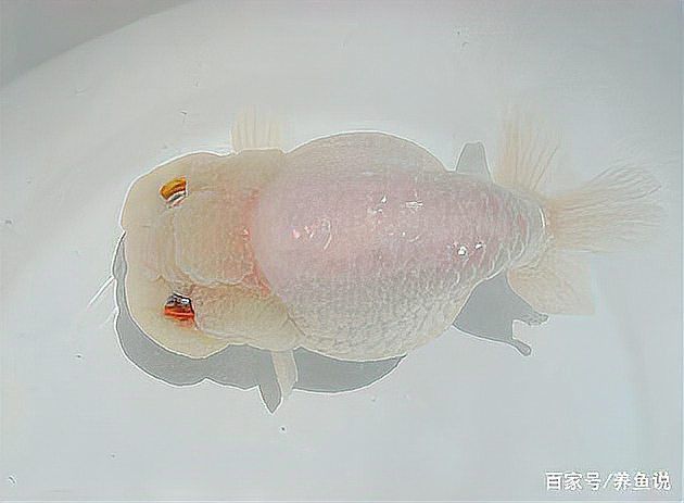 淡水雷龍魚