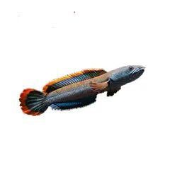 淡水雷龍魚