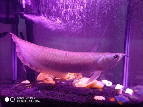 紫色銀龍魚圖片欣賞