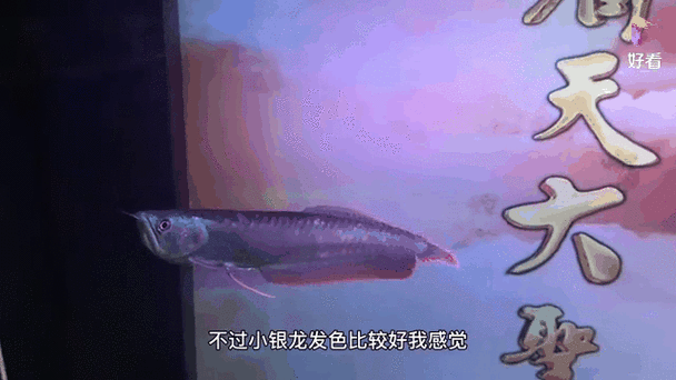 紫色銀龍魚圖片欣賞