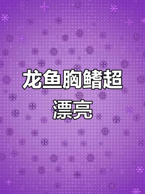 紫色銀龍魚圖片欣賞