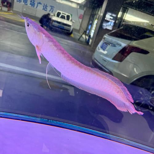 紫色銀龍魚圖片欣賞