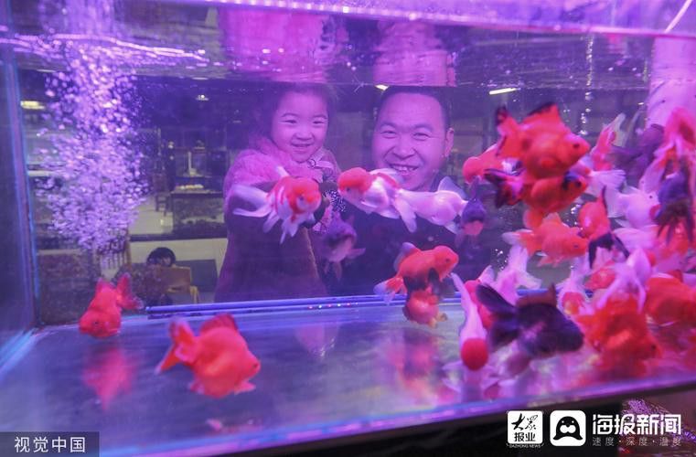 紫色銀龍魚圖片欣賞