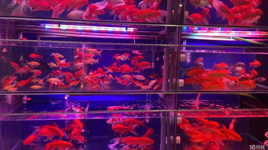紫色銀龍魚圖片欣賞