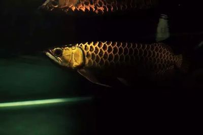 龍魚名字的由來是因為龍鱗嗎為什么：龍魚名字的由來是因為龍鱗嗎