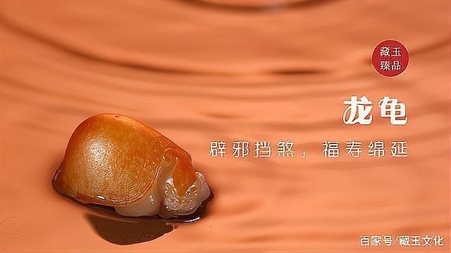 給我一張真正的龍龜圖片