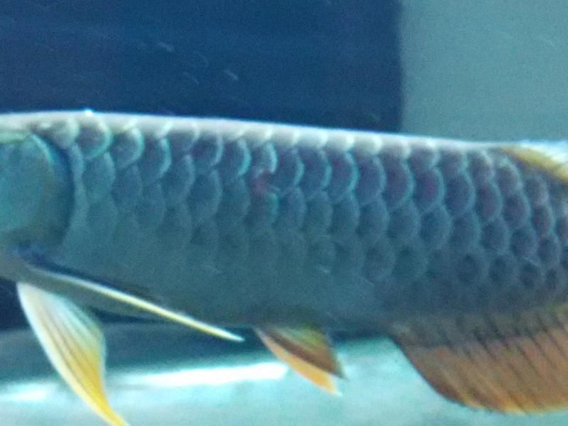 龍魚魚鱗潰爛會自愈嗎？