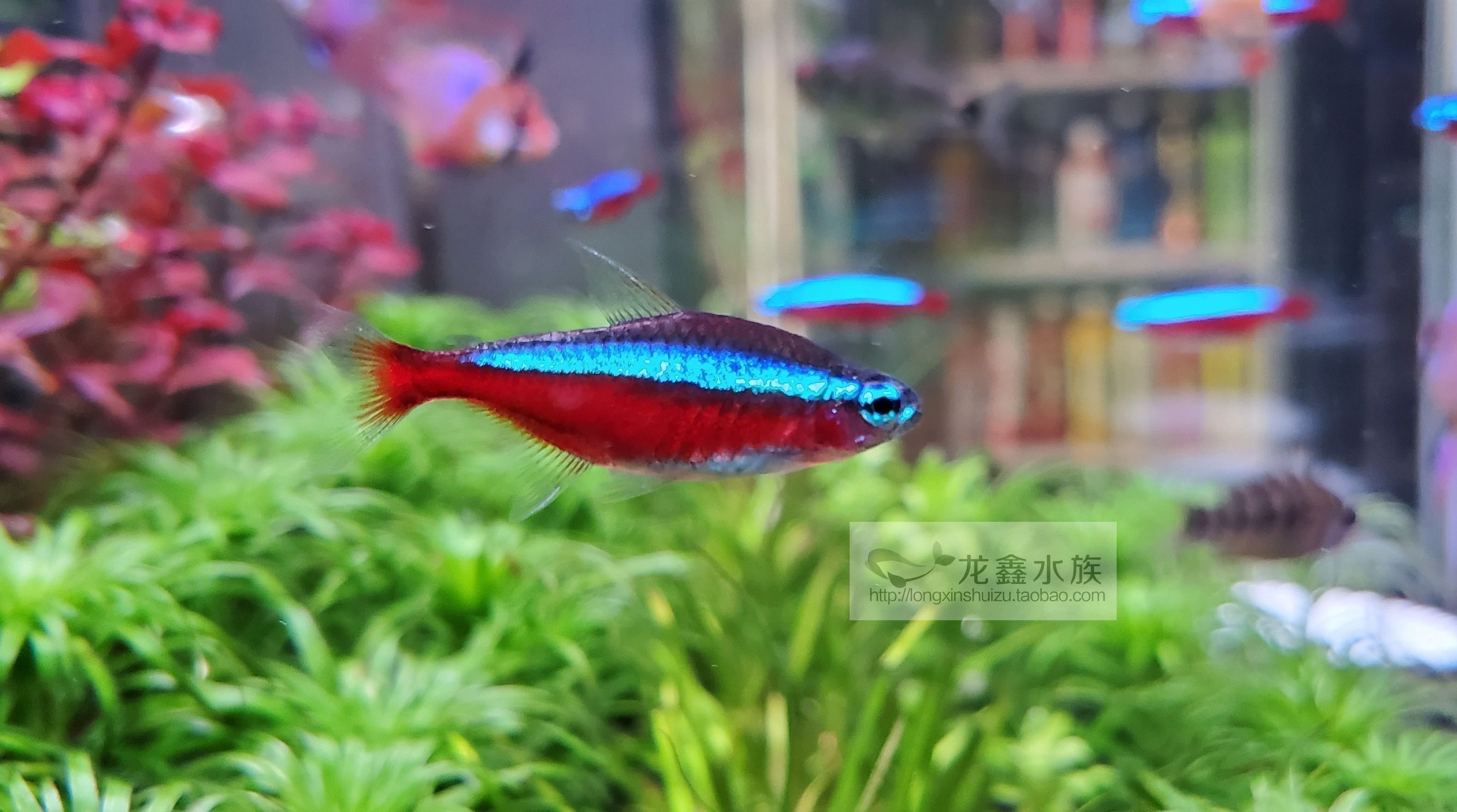 30種常見小型熱帶觀賞魚：30種常見小型熱帶觀賞魚介紹