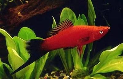 30種常見小型熱帶觀賞魚：30種常見小型熱帶觀賞魚介紹