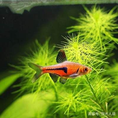 30種常見小型熱帶觀賞魚：30種常見小型熱帶觀賞魚介紹