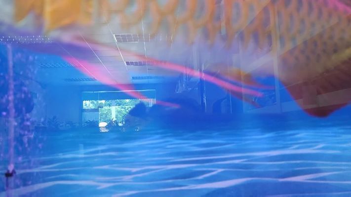 龍魚冬天溫度多少合適（龍魚在冬季的理想水溫應保持在24-28℃之間）