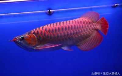 紅龍魚能繁殖嗎：紅龍魚的繁殖能力較弱嗎？