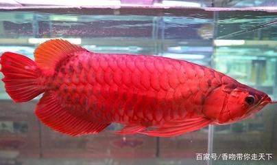 紅龍魚能繁殖嗎：紅龍魚的繁殖能力較弱嗎？