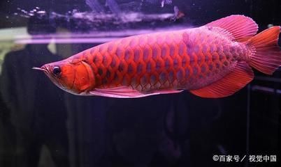 紅龍魚養(yǎng)幾條不打架：紅龍魚養(yǎng)幾條不打架，養(yǎng)幾條不打架， 紅龍魚養(yǎng)幾條不打架：紅龍魚養(yǎng)幾條不打架，養(yǎng)幾條不打架， 龍魚百科 第2張