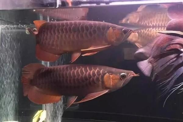龍魚混養打架怎么辦,一直讓他打嗎：如何選擇適合龍魚的混養伙伴，龍魚混養隔離法操作步驟