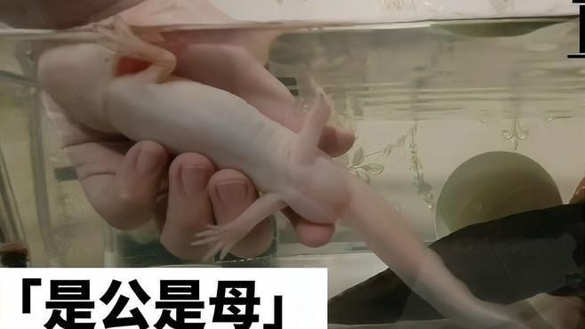 六角恐龍怎么分辨公母