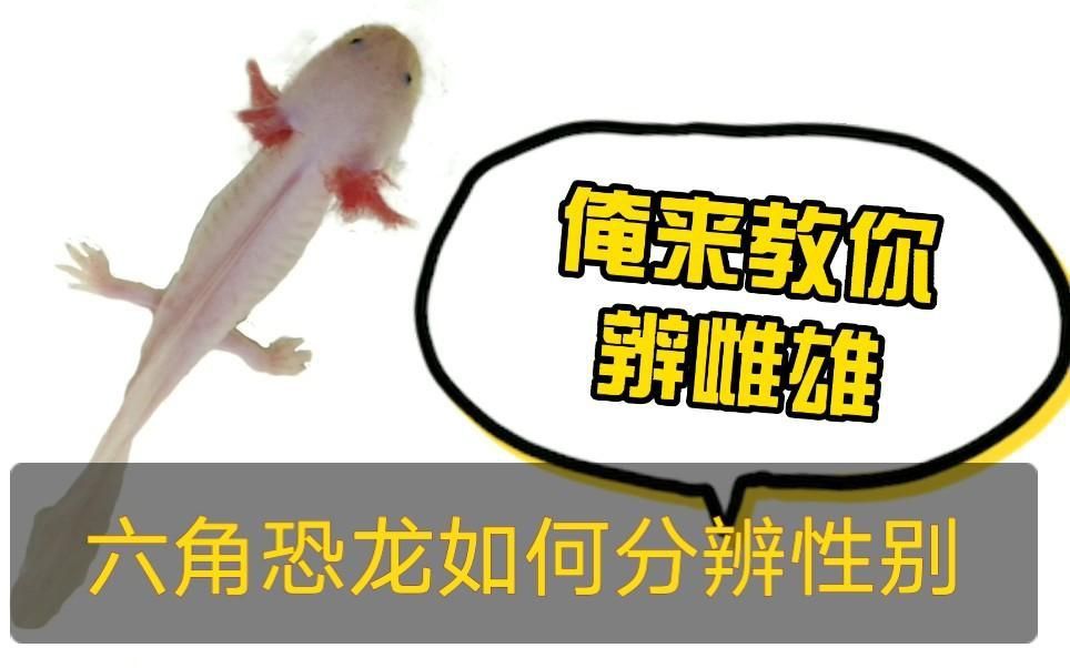 六角恐龍怎么分辨公母