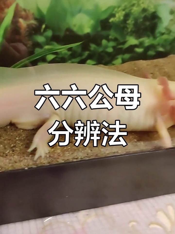 六角恐龍怎么分辨公母