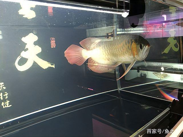 紅龍魚怎么區分公母圖片