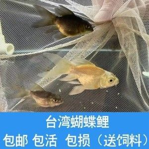 蝴蝶鯉和金龍魚混養好嗎：蝴蝶鯉和金龍魚混養好嗎，