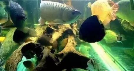 龍魚喂食人服用的維生素（龍魚在飼養過程中需要多種維生素來維持其正常生理功能）