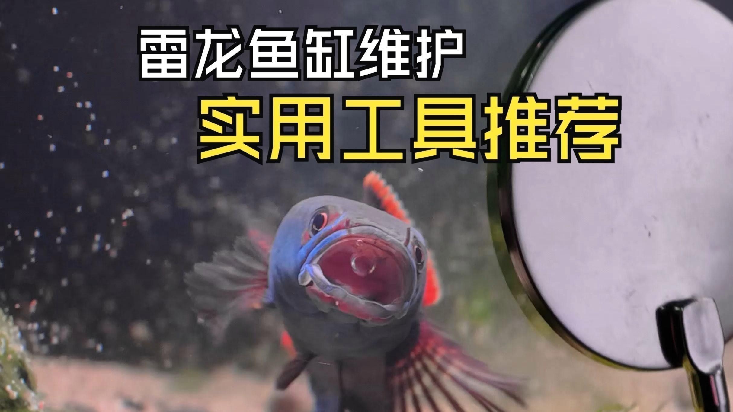 龍魚缸需要哪些特殊的設備？