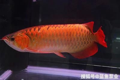龍魚(yú)的飼養(yǎng)與觀賞作文三年級(jí)怎么寫(xiě)：三年級(jí)作文《龍魚(yú)的飼養(yǎng)與觀賞》