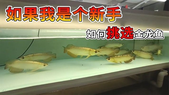 金龍魚怎么挑選，金龍魚健康指標有哪些，如何辨別金龍魚的品種？