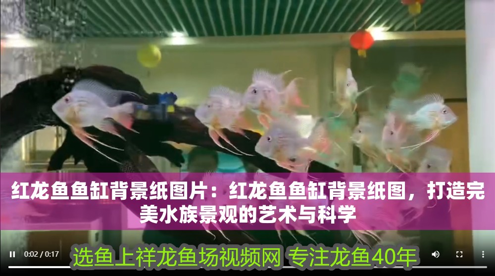紅龍魚魚缸背景紙圖片：紅龍魚魚缸背景紙圖，打造完美水族景觀的藝術與科學