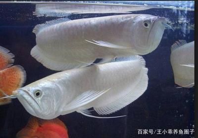 銀龍魚,魚魚鰭代泡是怎么了（銀龍魚魚鰭出現泡泡是怎么回事？）