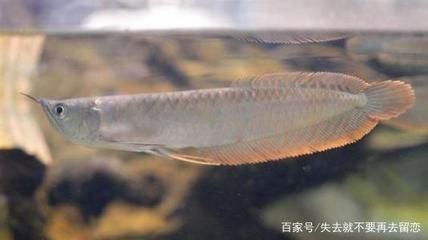 銀龍魚,魚魚鰭代泡是怎么了（銀龍魚魚鰭出現泡泡是怎么回事？）