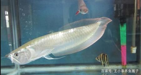 銀龍魚,魚魚鰭代泡是怎么了（銀龍魚魚鰭出現泡泡是怎么回事？）