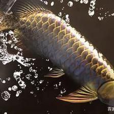 龍魚沉頭是什么樣子：龍魚沉頭是什么樣子的龍魚沉頭是什么樣子的