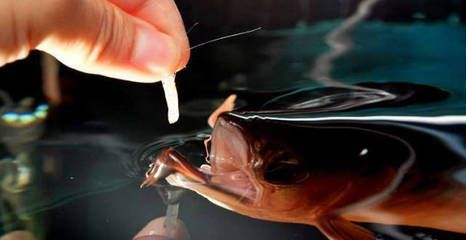 龍魚便便細長什么原因：龍魚便便細長的原因