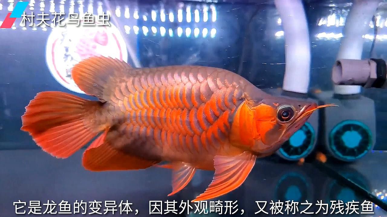 如何觀察福龍魚的動態(tài)表現(xiàn)？