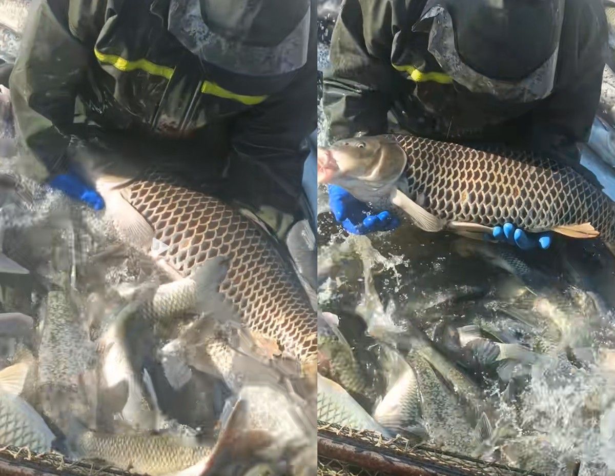如何觀察福龍魚的動態(tài)表現(xiàn)？